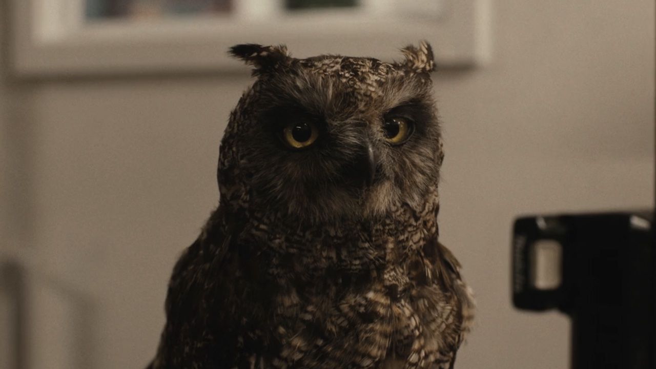 HBO's Harry Potter Show Revealed Incredible Animatronics (And I'm Pumped It Coul